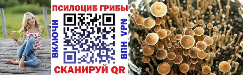 Псилоцибиновые грибы Cubensis  Томилино 
